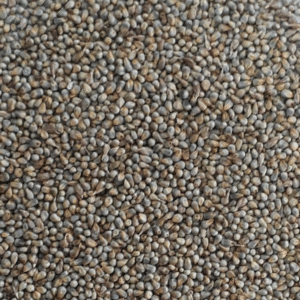 Bajra/Millet Seed