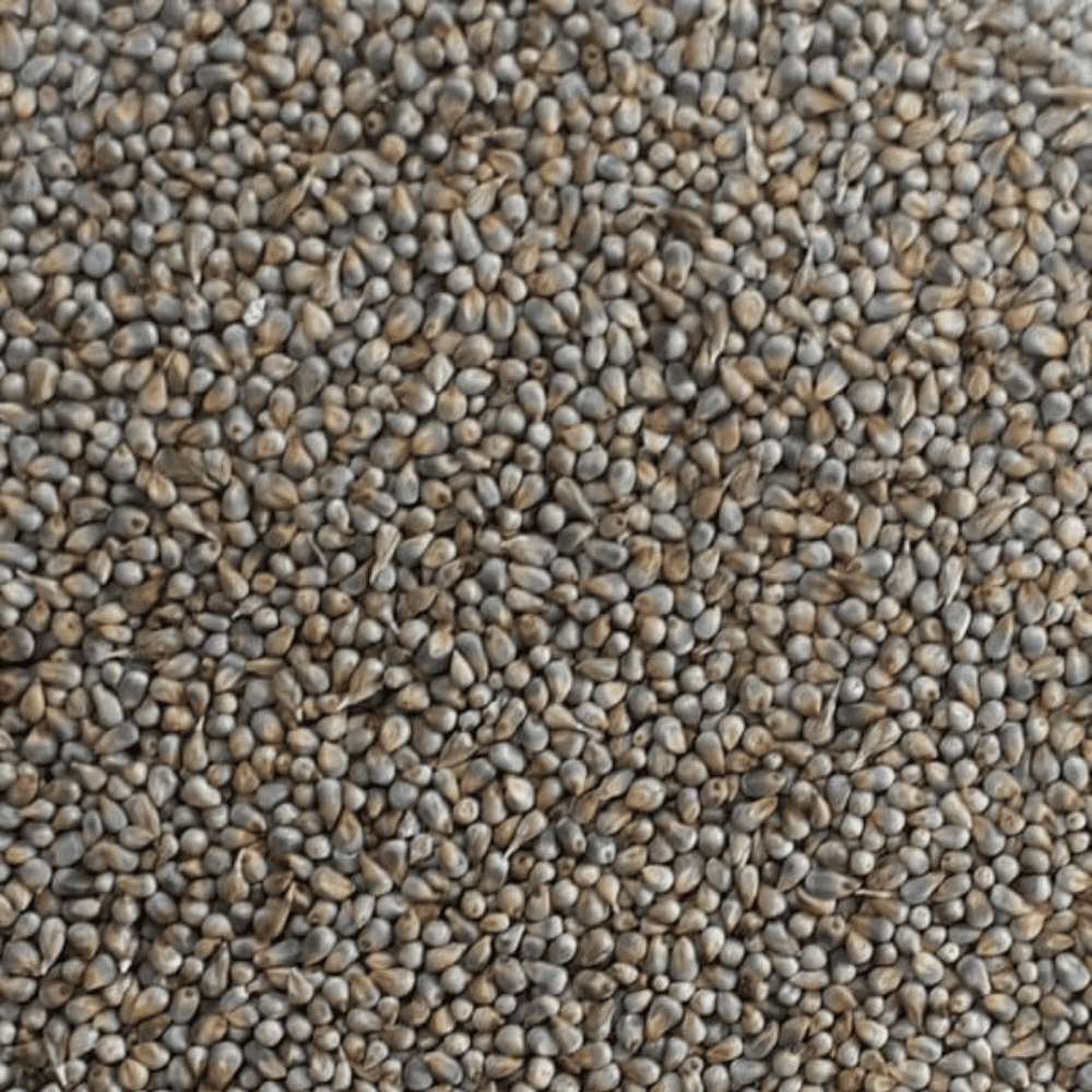 Bajra/Millet Seed