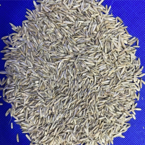 Bermuda Grass Seed