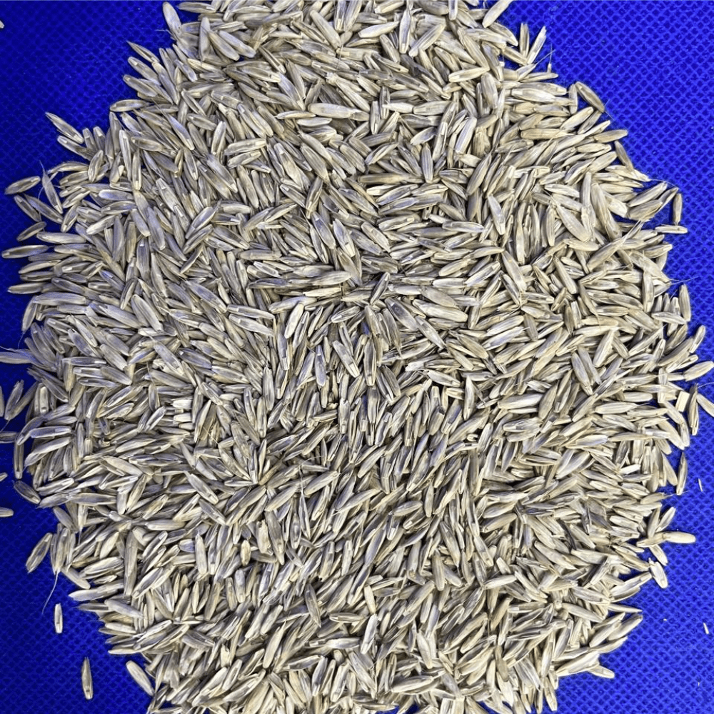 Bermuda Grass Seed