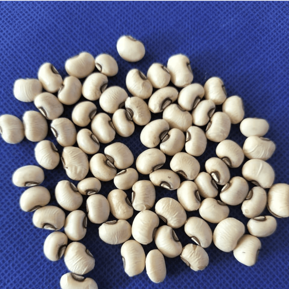 Cowpea Seed Fodder King