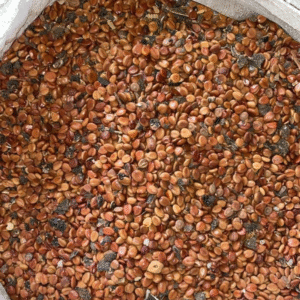 Cassia Fistula (Amaltas) Seeds