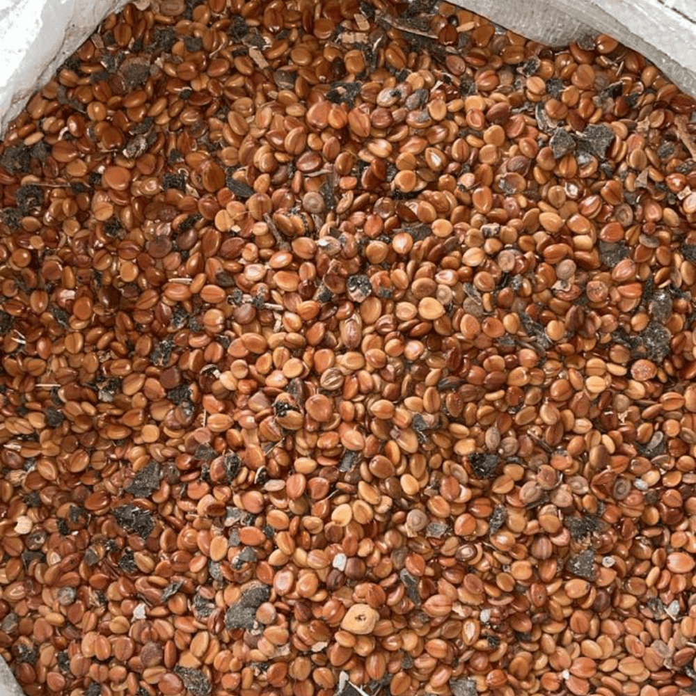 Cassia Fistula (Amaltas) Seeds