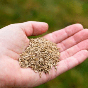 Lawn Grass Seed Wonder