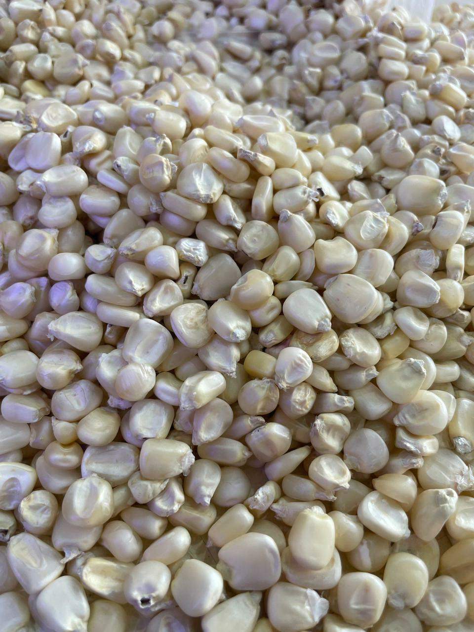 Maize Dual Variety