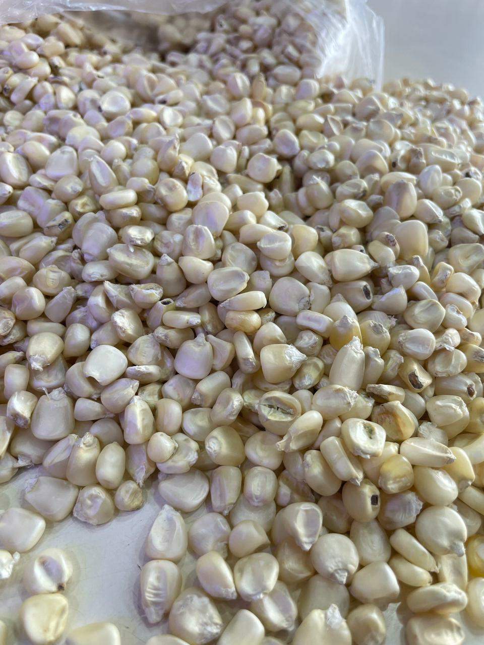 Maize South African Tall Seeds