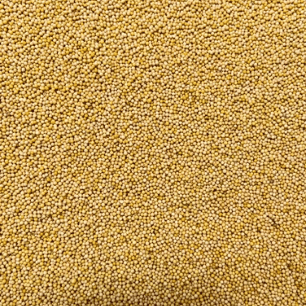 Mustard Yellow Gold Seeds