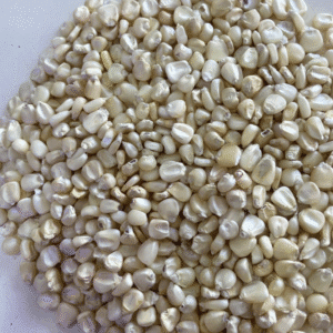 Maize African Tall Seeds
