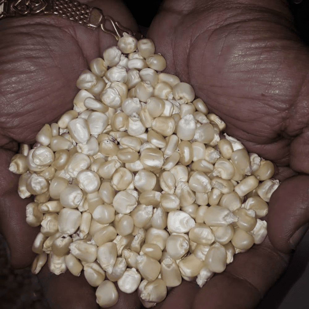 Maize Fodder A-T PACK OF 5 KG.