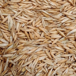 Oats Seed