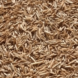 Rye Grass Seed Magic