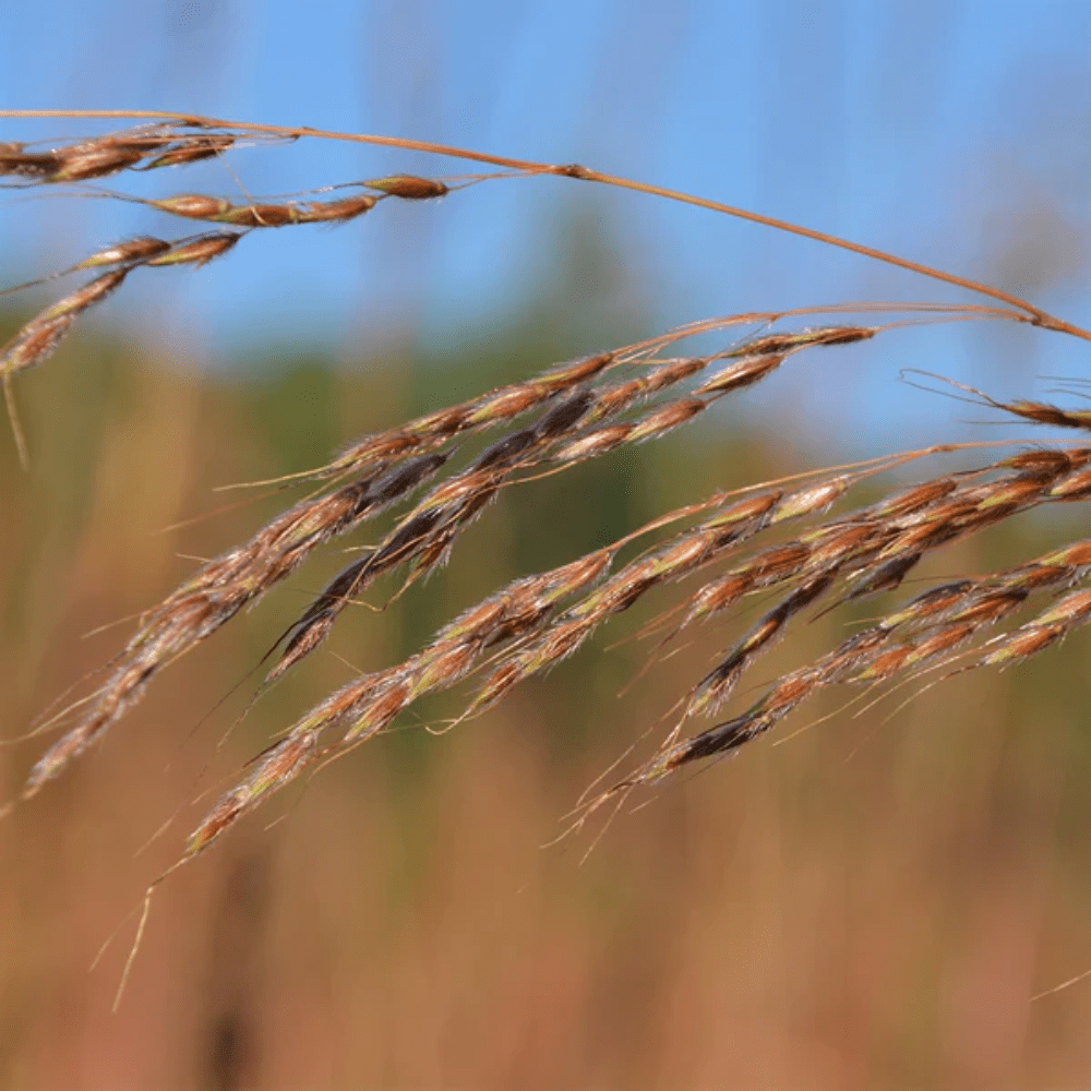 Savana Grass Seeds