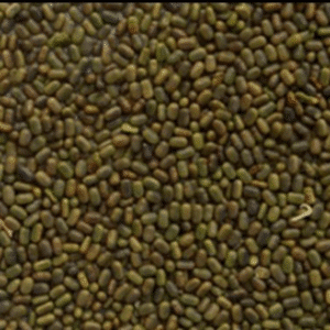 Sesbania (Dhaincha) Seed