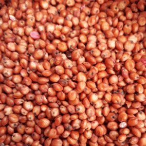 Sorghum Multicut Seed