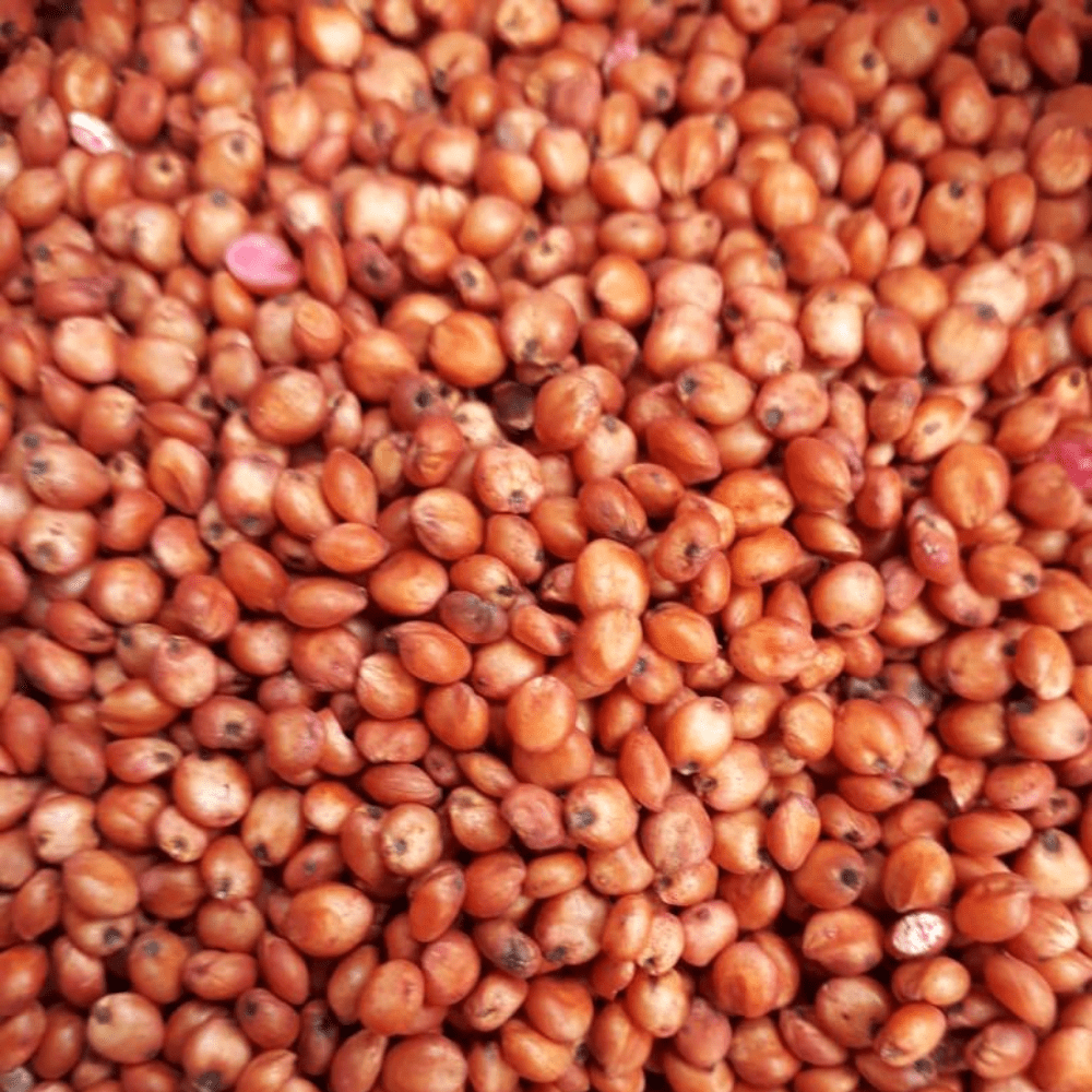 Sorghum Multicut Seed