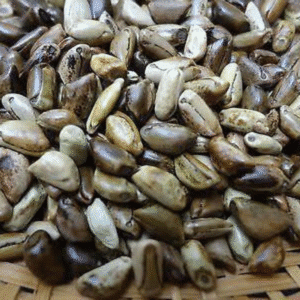 handpicked red chillies