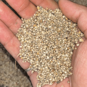 marwel grass seed