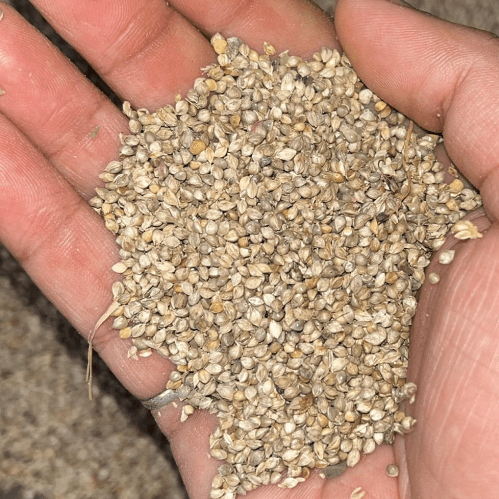 marwel grass seed