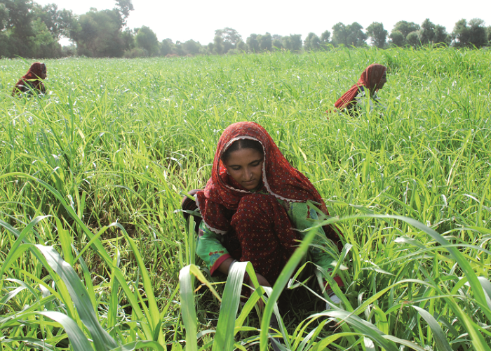 The Role of Fodder Seeds in Boosting Milk Production
