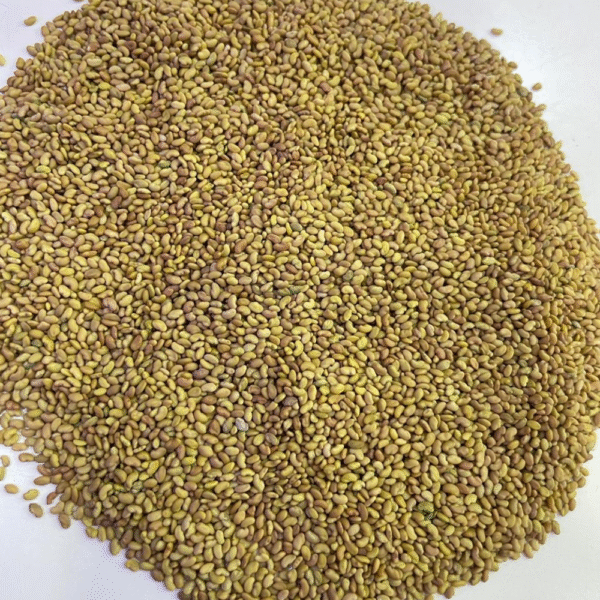 Luser Seed Lucerne Seed – Mygrow Seeds – Trusted Fodder & Herbal Seed Producers ...