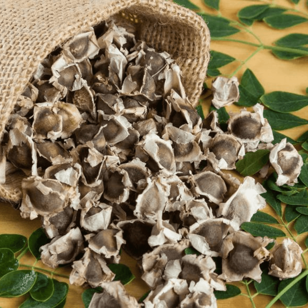 casia tora seed copy