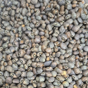 cowpea ec 4216/ russain glant