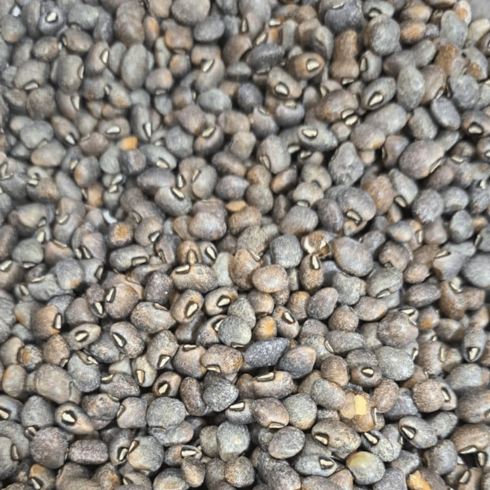 cowpea ec 4216/ russain glant