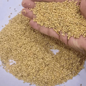 foxtail millet foxtail millet (kangni) seed