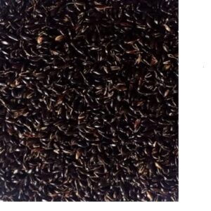 SORGHUM COFS-29 VTY.