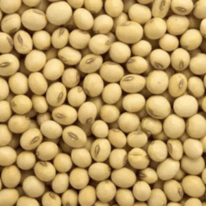 Soyabean Seed