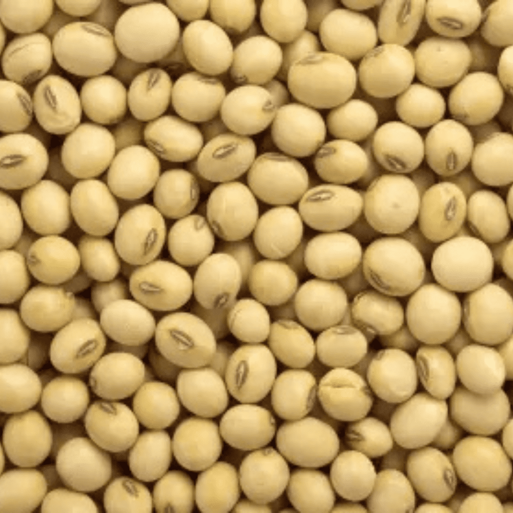 Soyabean Seed