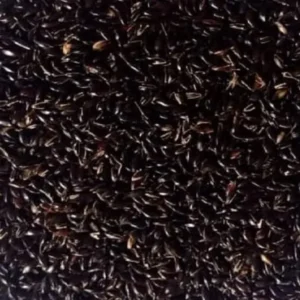 SORGHUM COFS-29 VTY.