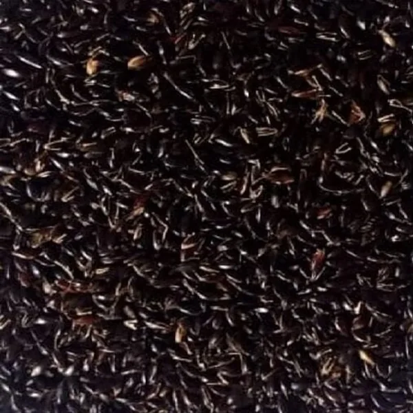 SORGHUM COFS-29 VTY.