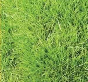 Doob Grass Seeds Cynodon Dactylon Durva Lawn Herb
