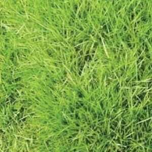 Doob Grass Seeds Cynodon Dactylon Durva Lawn Herb