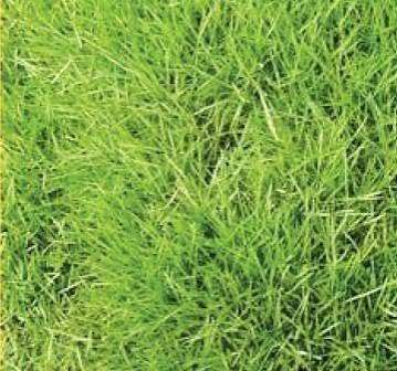 Doob Grass Seeds Cynodon Dactylon Durva Lawn Herb