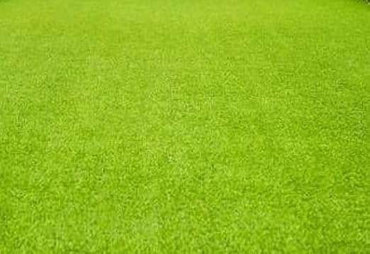 Doob Grass Seeds Cynodon Dactylon Durva Lawn Herb - Image 3