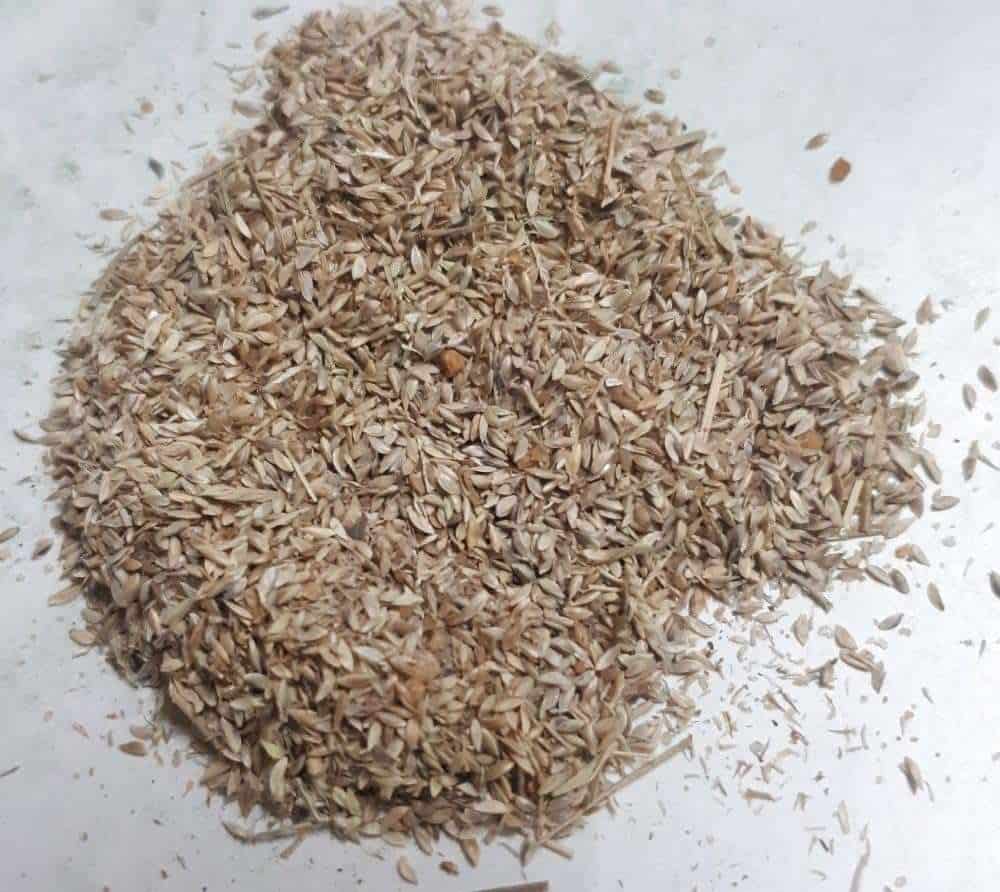 Doob Grass Seeds Cynodon Dactylon Durva Lawn Herb - Image 4