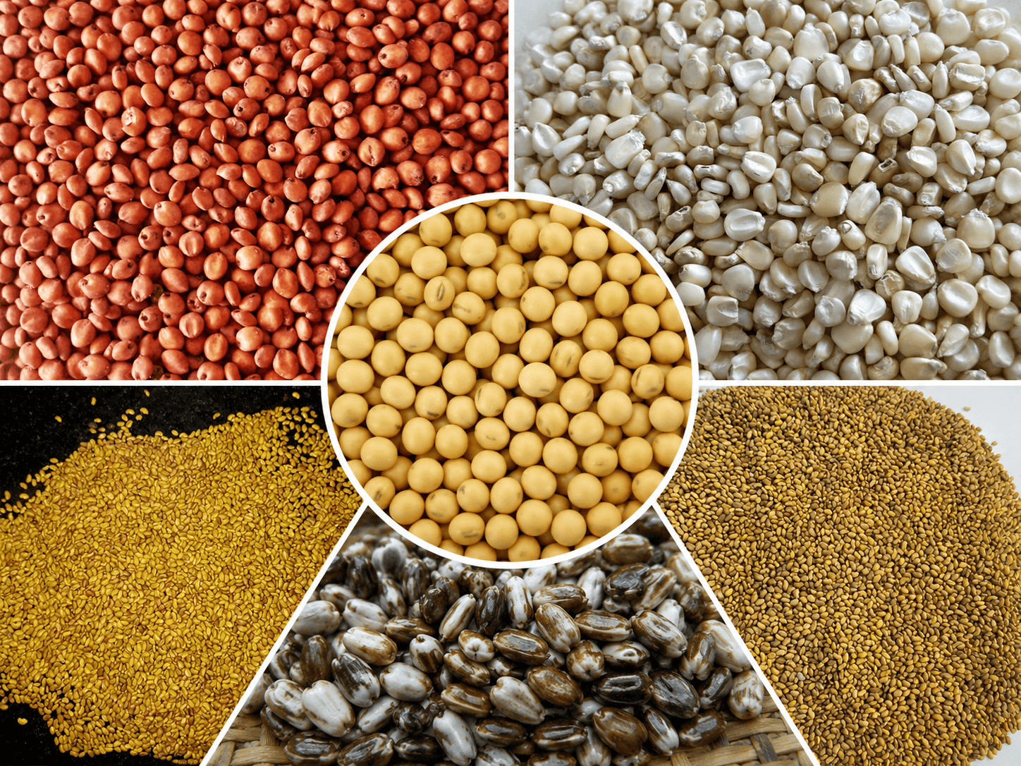 Fodder Seeds